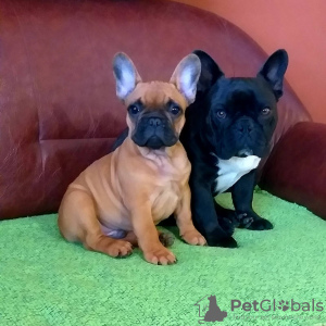 Photo №2 to announcement № 84735 for the sale of french bulldog - buy in Serbia breeder