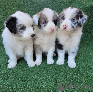 Photo №1. border collie - for sale in the city of Patras | 317$ | Announcement № 78608