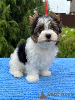 Photo №2 to announcement № 146820 for the sale of  - buy in Belarus from nursery, breeder