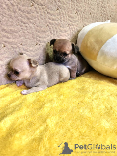 Additional photos: Mini Chihuahua Cobby type for sale in Georgia.