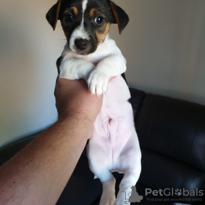 Photo №1. jack russell terrier - for sale in the city of Eindhoven | 402$ | Announcement № 46175