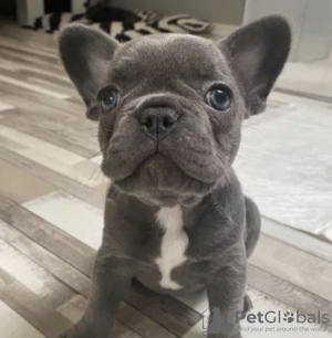 Photo №4. I will sell french bulldog in the city of Штутгарт. breeder - price - negotiated