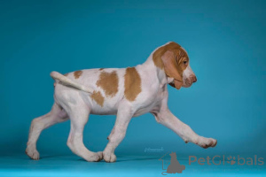 Photo №4. I will sell bracco italiano in the city of Piotrków Trybunalski. breeder - price - negotiated