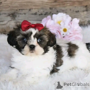 Photo №1. shih tzu - for sale in the city of Berlin | 471$ | Announcement № 136406