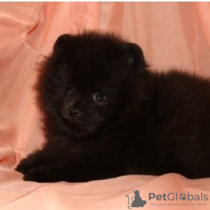 Photo №1. german spitz - for sale in the city of Tula | 304$ | Announcement № 7581