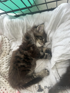 Photo №2 to announcement № 145307 for the sale of maine coon - buy in Germany private announcement