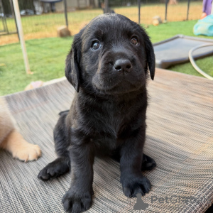 Photo №1. labrador retriever - for sale in the city of Munich | negotiated | Announcement № 178549