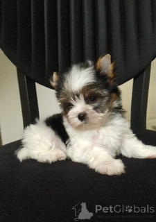 Photo №2 to announcement № 159181 for the sale of beaver yorkshire terrier - buy in Turkey breeder