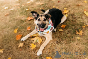 Photo №4. I will sell non-pedigree dogs in the city of Moscow river.  - price - Is free