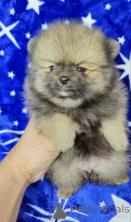 Photo №2 to announcement № 138546 for the sale of  - buy in Serbia 