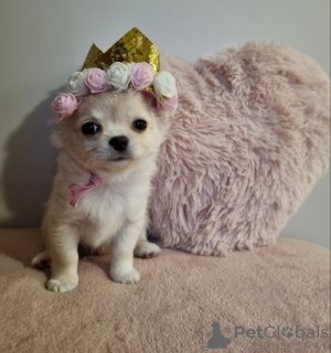 Photo №4. I will sell chihuahua in the city of Torun. breeder - price - 1796$