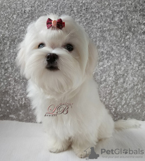 Photo №1. maltese dog - for sale in the city of Kiev | 900$ | Announcement № 17886