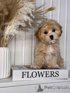 Photo №4. I will sell maltipu in the city of Ilili. private announcement, from nursery, from the shelter, breeder - price - negotiated
