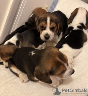 Photo №3. Prachtige familie gefokte Beagle-puppy's. Belgium