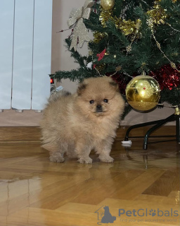 Additional photos: Pomeranian Spitz