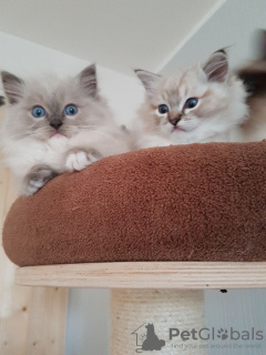 Photo №2 to announcement № 37125 for the sale of ragdoll - buy in United States private announcement