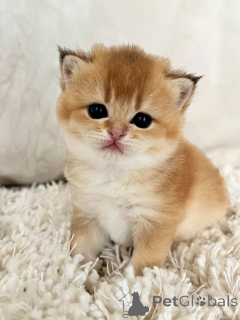 Photo №3. Charming Scottish Knicks for Reservation. France