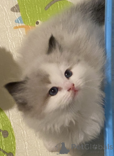 Photo №2 to announcement № 151111 for the sale of ragdoll - buy in New Zealand breeder