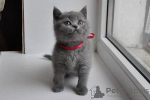 Photo №1. british shorthair - for sale in the city of Sofia | negotiated | Announcement № 97207
