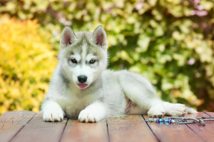 Photo №1. siberian husky - for sale in the city of Tolyatti | 266$ | Announcement № 2598