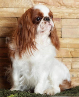 Photo №4. I will sell cavalier king charles spaniel in the city of Sillamae. breeder - price - 887$