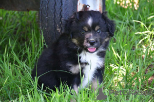 Photo №1. australian shepherd - for sale in the city of Freiburg | 847$ | Announcement № 150666