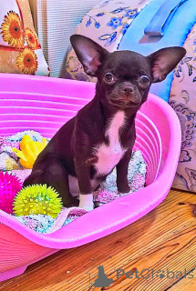 Photo №3. Chocolate Chihuahua girl G/S Vaccinated twice. Teeth 6x6. bite is normal.. Belarus