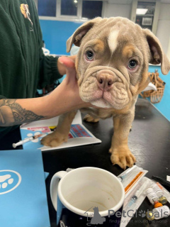 Photo №3. Olde Tyme Bulldoggen zu verkaufen. Germany