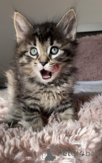 Photo №1. norwegian forest cat - for sale in the city of Gelterkinden | 350$ | Announcement № 178740
