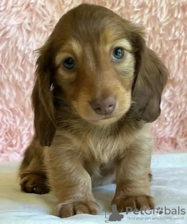 Photo №2 to announcement № 132029 for the sale of dachshund - buy in Estonia breeder