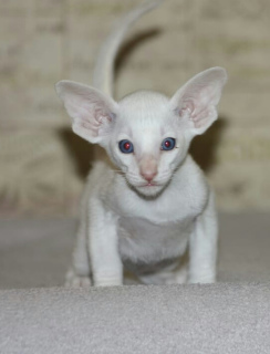 Photo №1. oriental shorthair, siamese cat - for sale in the city of Ufa | 403$ | Announcement № 3188