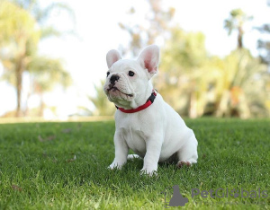 Photo №4. I will sell french bulldog in the city of Weißwasser. private announcement - price - 260$