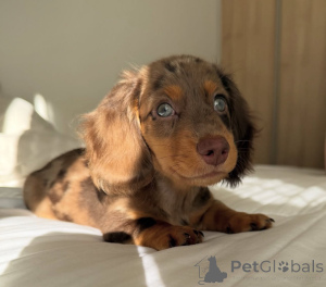 Photo №3. szczenięta jamnika do adopcji. Poland