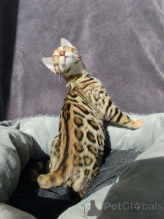 Photo №1. bengal cat - for sale in the city of Liège | Is free | Announcement № 178142