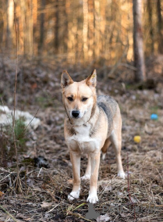 Photo №2 to announcement № 138986 for the sale of non-pedigree dogs - buy in Russian Federation 