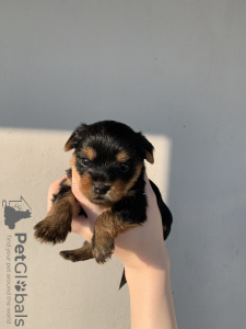 Additional photos: Yorkshire terrier puppies