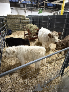 Photo №2 to announcement № 132679 for the sale of  - buy in Australia private announcement