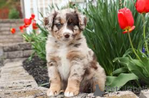 Photo №3. Australian Shepherd Puppies. Switzerland