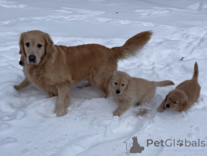 Photo №3. Well-socialized Golden Retriever puppies with great temperaments and loving. Belgium