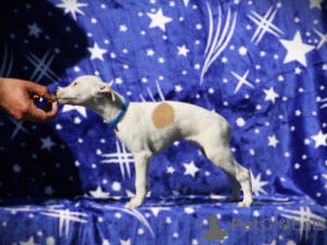 Photo №2 to announcement № 138484 for the sale of whippet - buy in Serbia 