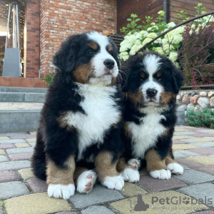 Photo №2 to announcement № 83106 for the sale of bernese mountain dog - buy in Germany breeder