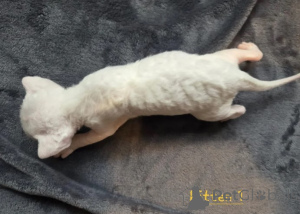 Photo №4. I will sell devon rex in the city of Berlingen. breeder - price - 929$