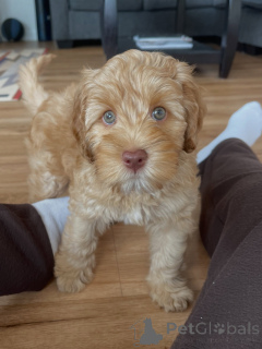 Photo №2 to announcement № 169008 for the sale of labradoodle - buy in Germany breeder
