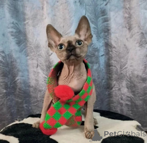 Photo №1. sphynx cat - for sale in the city of Jesteburg | 361$ | Announcement № 177655