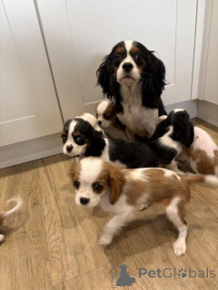 Photo №2 to announcement № 169789 for the sale of cavalier king charles spaniel - buy in Sweden 
