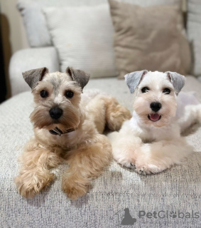 Photo №3. Adorable Schnauzer Puppies Available - Ready for Their Forever Homes!. Russian Federation