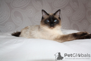 Photo №4. I will sell ragdoll in the city of Hannover. private announcement, from nursery - price - 402$