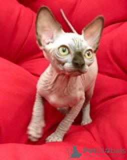 Photo №2 to announcement № 19290 for the sale of sphynx cat - buy in Ukraine breeder