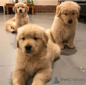 Photo №1. golden retriever - for sale in the city of Maitland | 312$ | Announcement № 24391