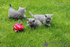 Photo №2 to announcement № 65585 for the sale of british shorthair - buy in Netherlands breeder